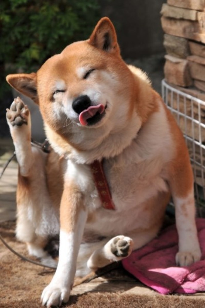 听说秋田犬挺可爱的!不知道秋田犬多少钱一只?