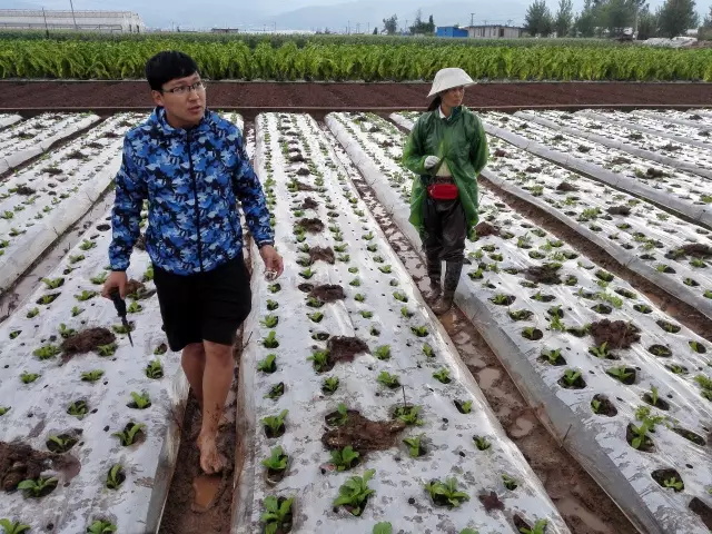 在田间工作的曹国鑫博士(前一)