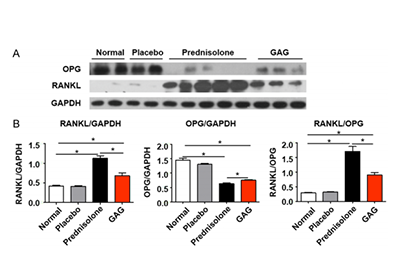 Animal Experiment: Collagen Type II Improves Osteoporosis