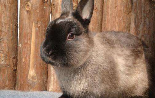 暹罗兔的生活习性和饲养技巧