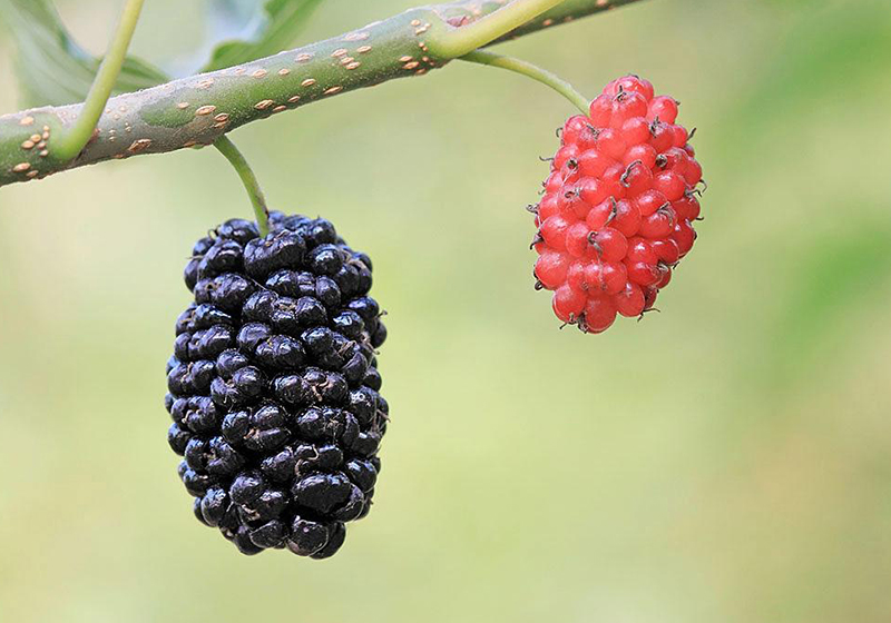 又名桑椹子,桑蔗,桑枣,桑果,桑泡儿,乌椹等.