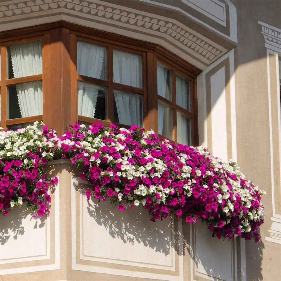 首页 盆花区当然, 窗台种植花箱非常适合在狭小空间布置, 美化窗台的