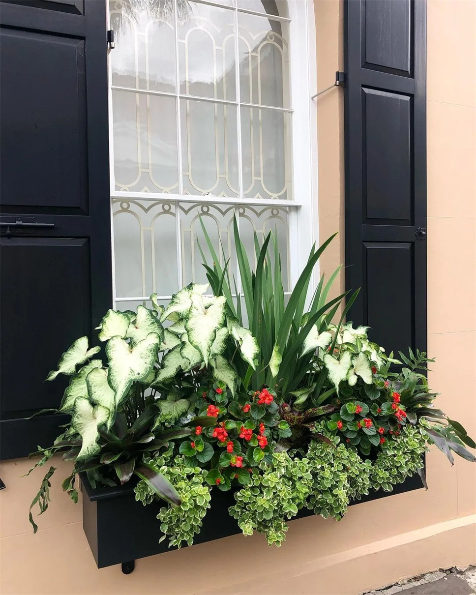 首页 盆花区当然, 窗台种植花箱非常适合在狭小空间布置, 美化窗台的