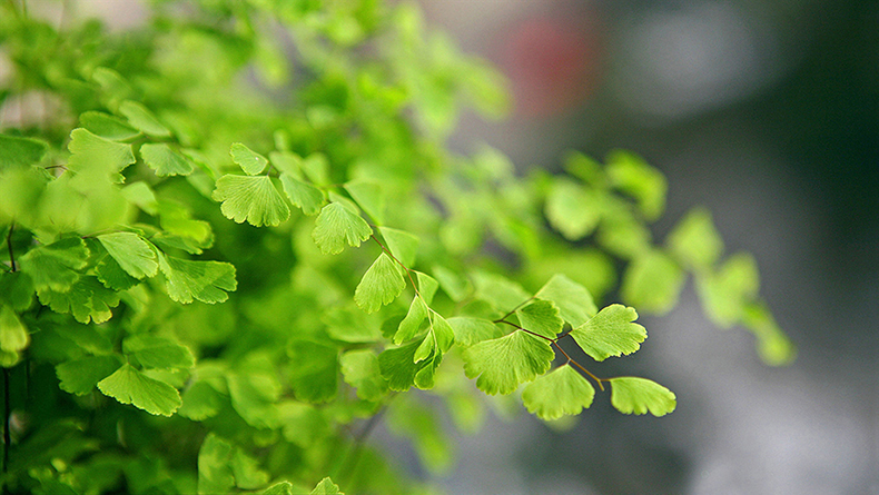 吸收甲醛植物大盘点