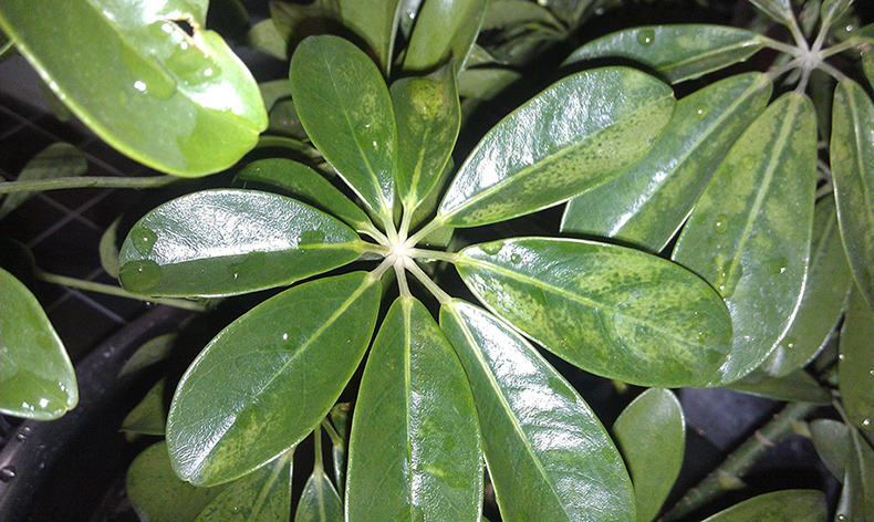吸收甲醛植物大盘点