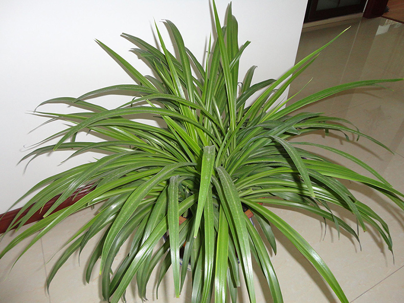 吸收甲醛植物大盘点