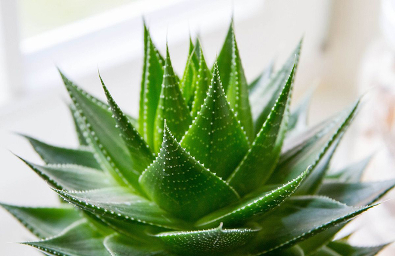 吸收甲醛植物大盘点