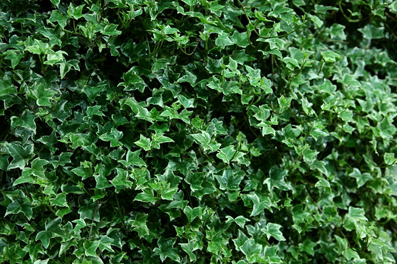 吸收甲醛植物大盘点