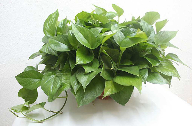 吸收甲醛植物大盘点