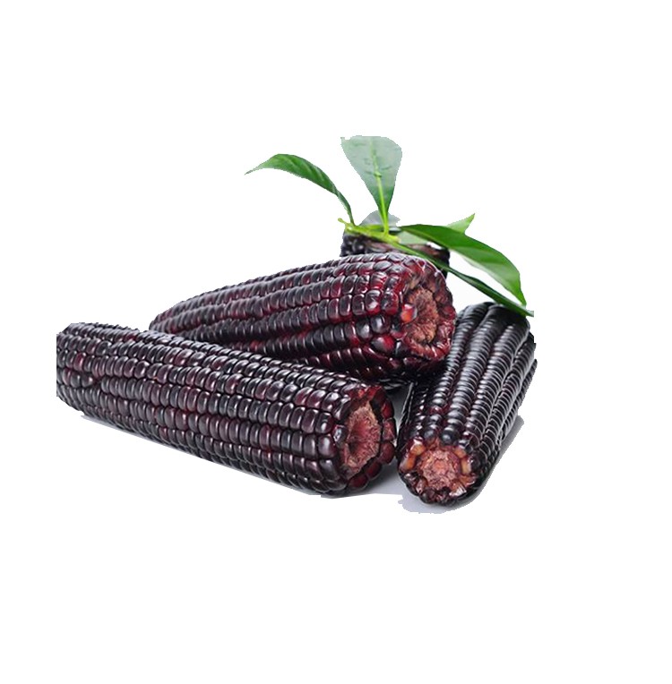 黑玉米-山西忻州