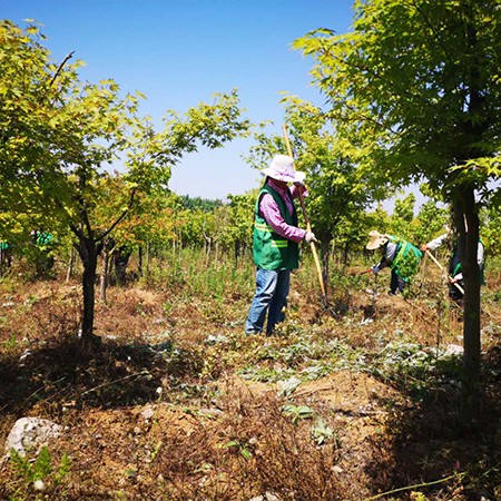 做好綠管護(hù)  扮靚東門戶