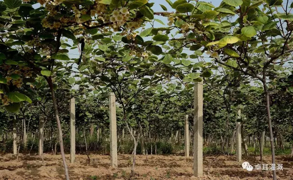 湖北省獼猴桃產業吹響集結號——省獼猴桃產業培訓會將在武漢舉辦