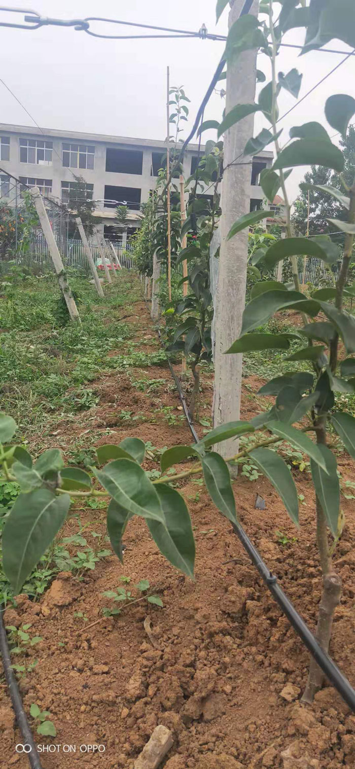 襄阳老河口果品研究所果树研究基地水肥一体化示范区