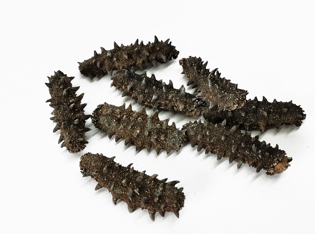 Liao Sea Cucumber