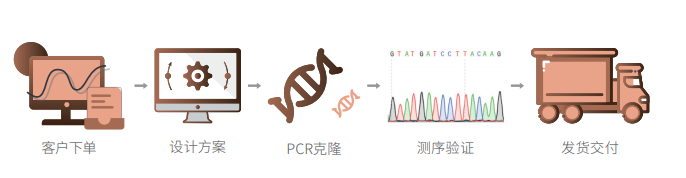 PCR克隆