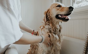 Water Guard in Pet Industry
