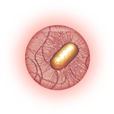 Escherichia coli