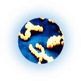 Staphylococcus Aureus