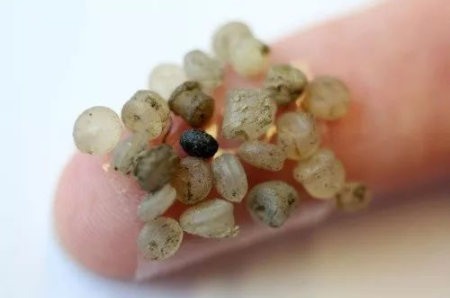 A deer died in Nara, Japan!