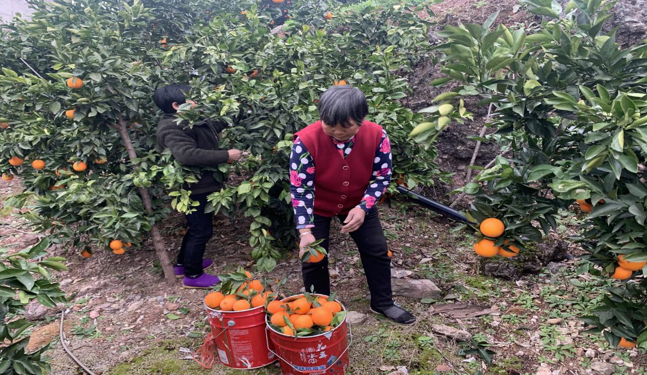  “橙”心诚意 助力乡村振兴