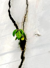 Environmental Protection Weather Vane: Total Issue 94