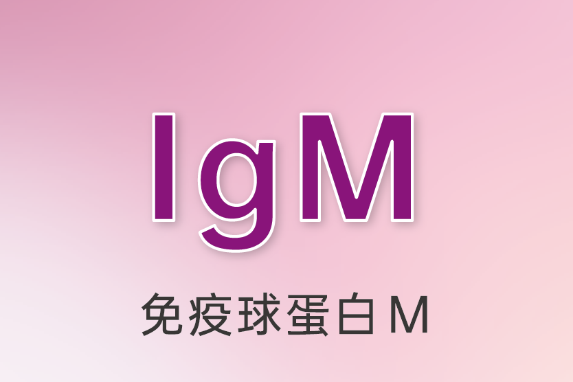 免疫球蛋白M（IgM）