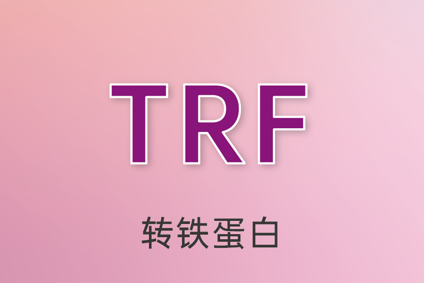 轉鐵蛋白（TRF）