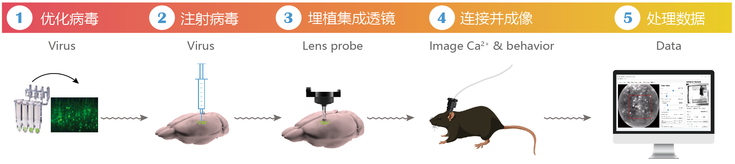 简便的实验流程