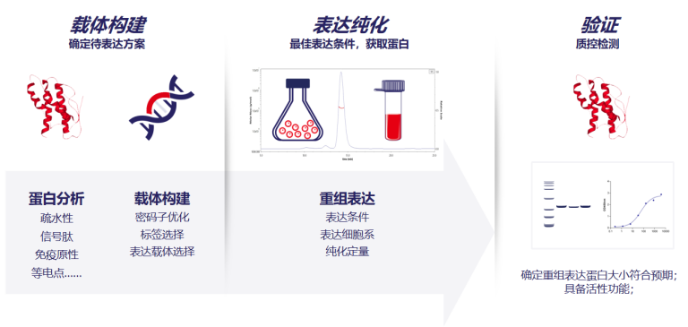 蛋白&抗体重组表达服务？