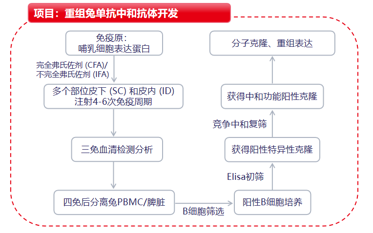 中和抗体开发服务