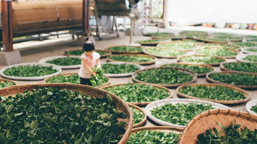 且将新火试新茶——如何推动茶旅融合发展? 且将新火试新茶——如何推动茶旅融合发展?