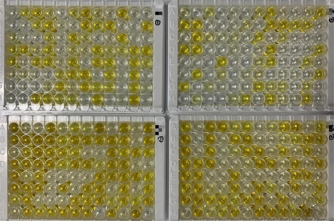 抗GPCR抗体的多重选择性筛选