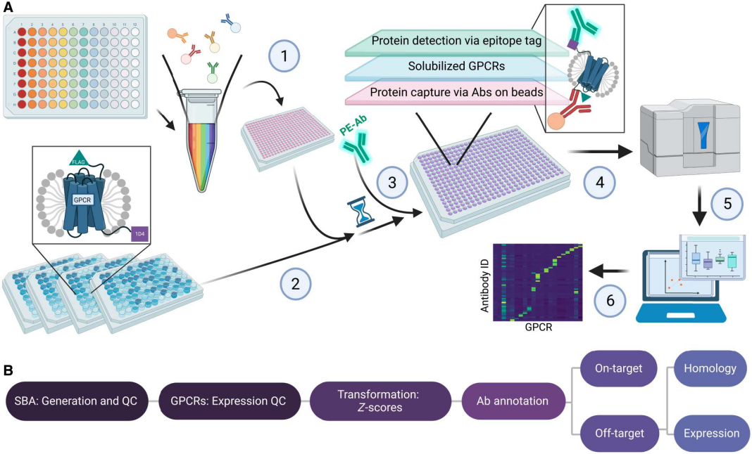 抗GPCR抗体的多重选择性筛选