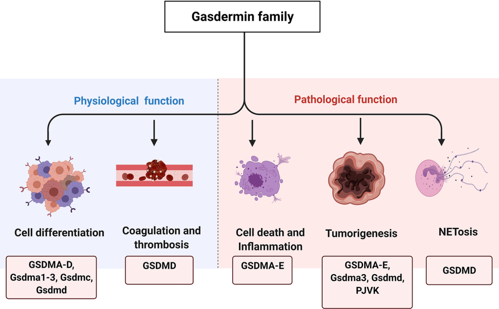 细胞焦亡&GSDM家族：GSDMD