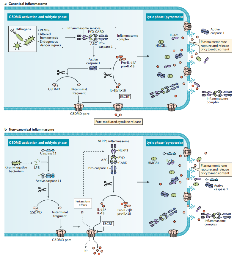 细胞焦亡&GSDM家族：GSDMD