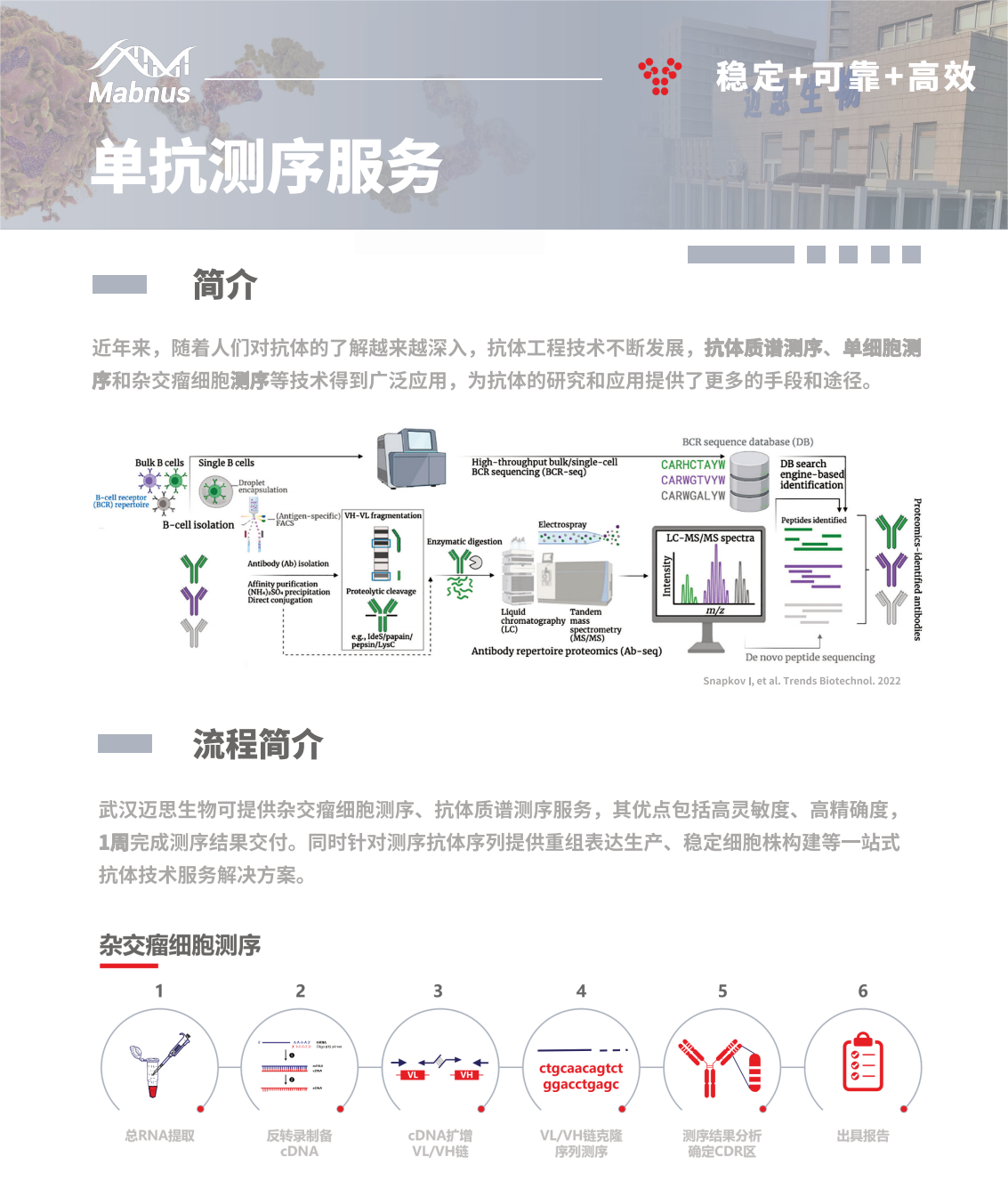 感恩回馈：抗体测序&表达服务优惠答谢