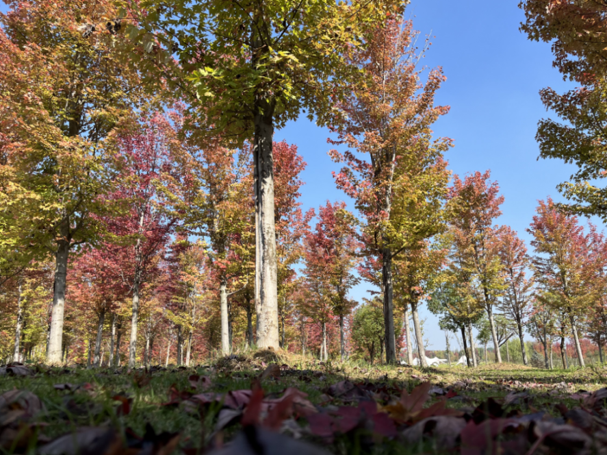 滿園楓色染大地 登塔瞭望尤絢爛 | 未來城市公園賞楓攻略（三）