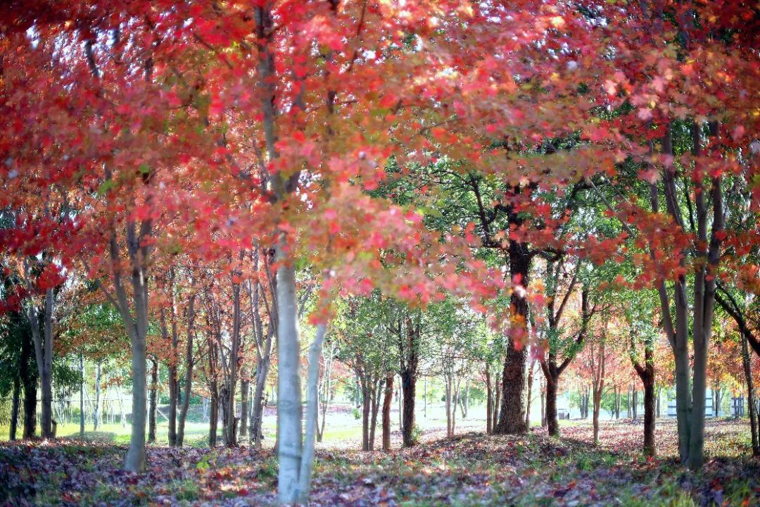 不負(fù)秋日暖陽(yáng)，露營(yíng)燒烤走起 | 未來(lái)城市公園賞楓攻略（二）