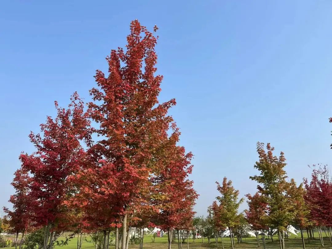 不負秋日暖陽，露營燒烤走起 | 未來城市公園賞楓攻略（二）