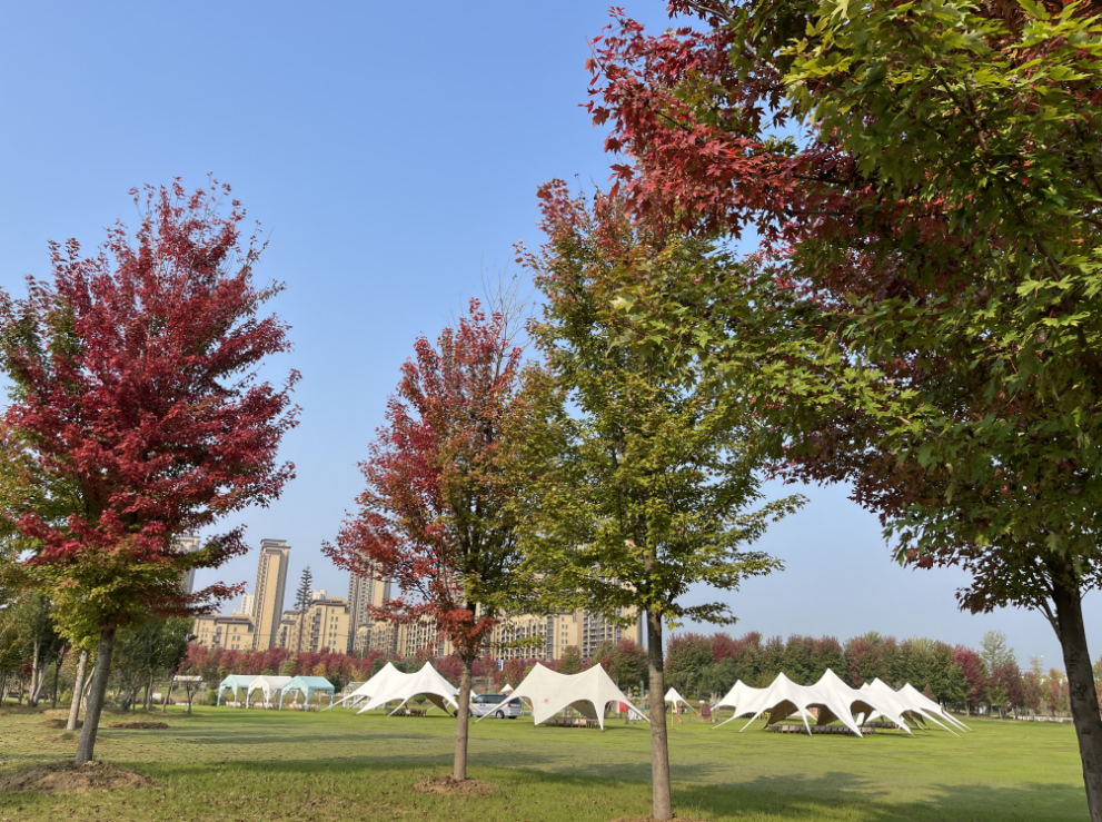 不負秋日暖陽，露營燒烤走起 | 未來城市公園賞楓攻略（二）