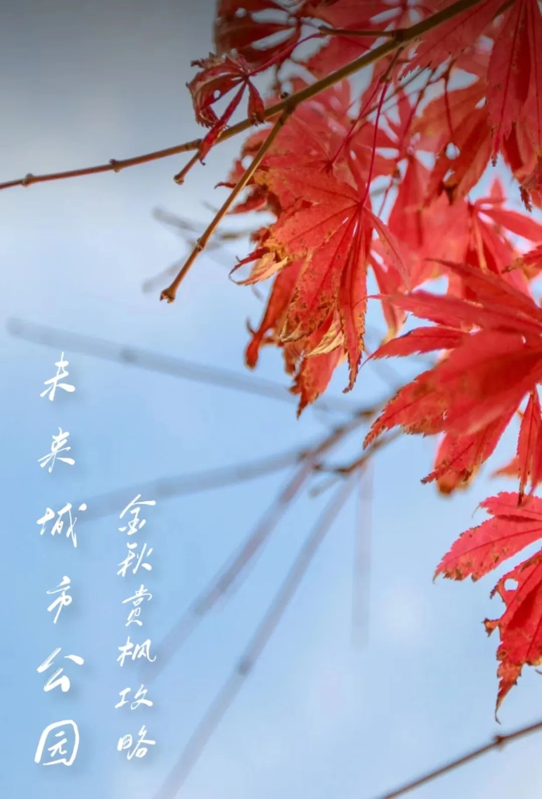 浪漫秋日時光，領略別樣美景 | 未來城市公園賞楓攻略（一）