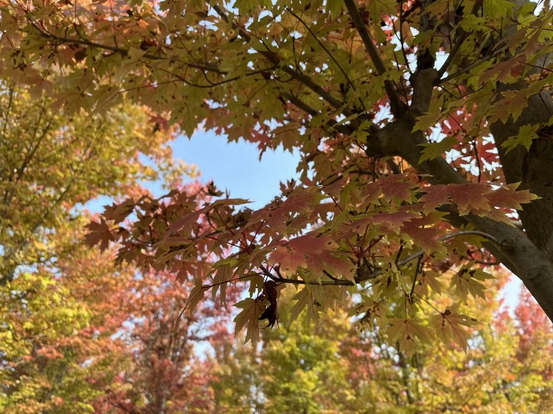 浪漫秋日時光，領略別樣美景 | 未來城市公園賞楓攻略（一）