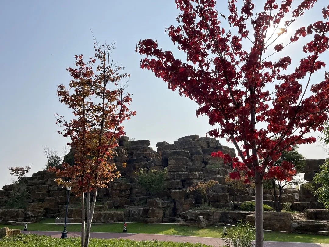 浪漫秋日時光，領略別樣美景 | 未來城市公園賞楓攻略（一）