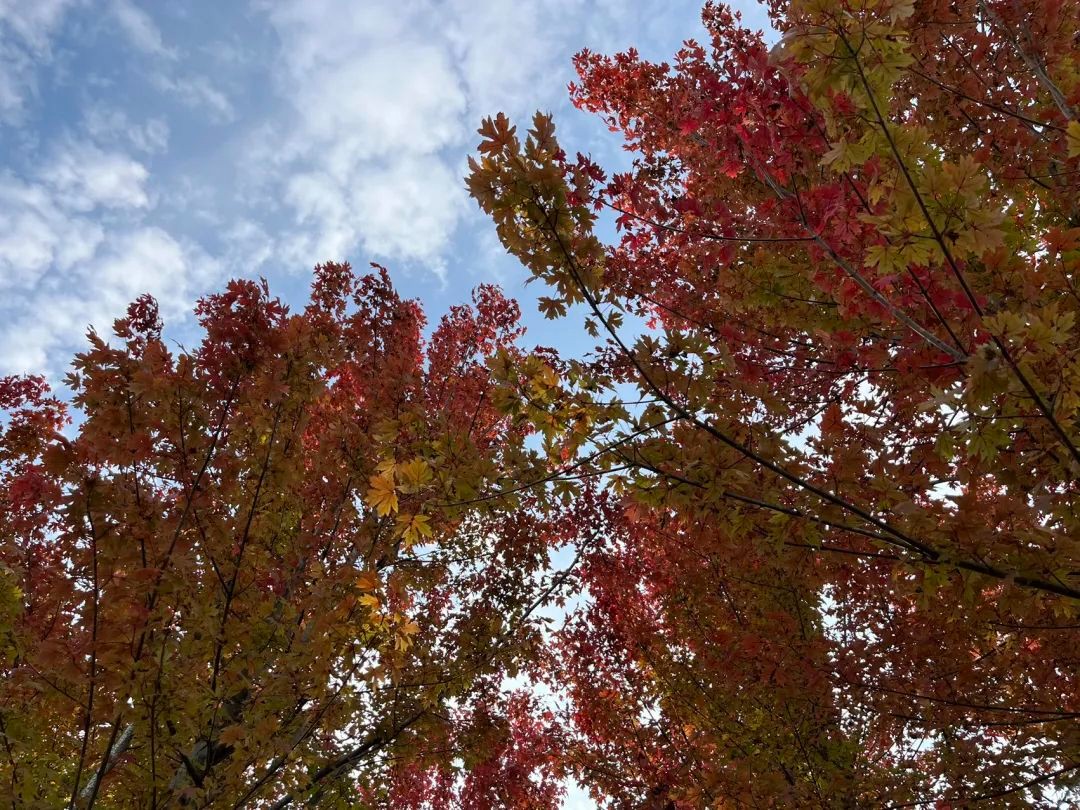 浪漫秋日時光，領略別樣美景 | 未來城市公園賞楓攻略（一）