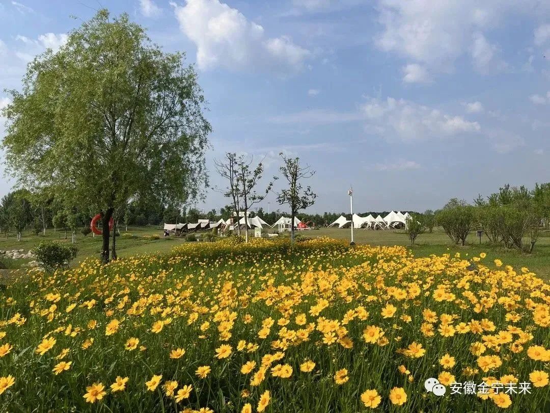 滿園“金色”關(guān)不住，未來城市公園金色花海盛放，演繹初夏的熱情與爛漫