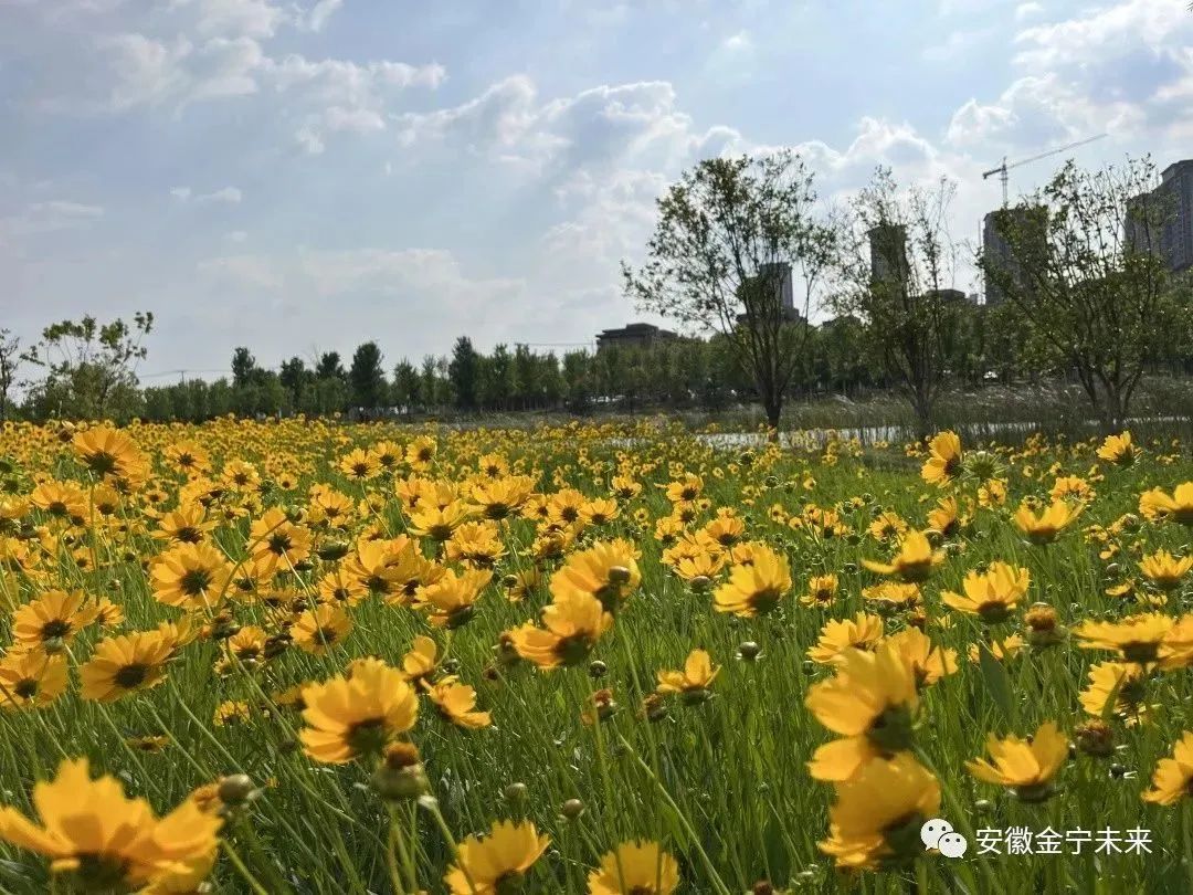 滿園“金色”關(guān)不住，未來城市公園金色花海盛放，演繹初夏的熱情與爛漫