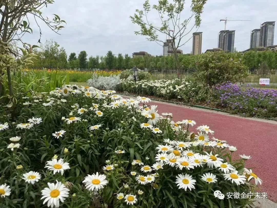 滿園“金色”關(guān)不住，未來城市公園金色花海盛放，演繹初夏的熱情與爛漫