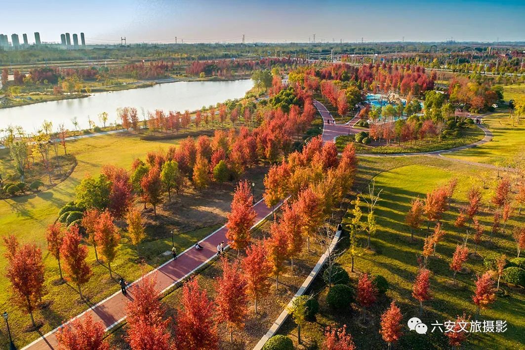 華東地區(qū)最大的美國(guó)紅楓林--金安未來城市公園秋色美景