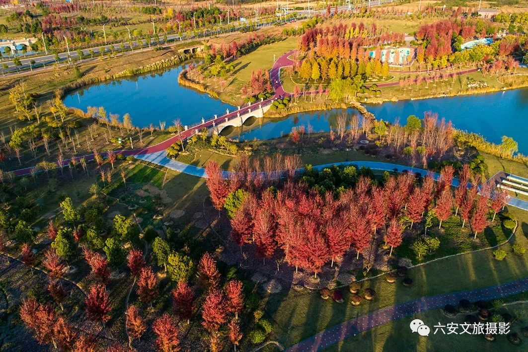 華東地區(qū)最大的美國紅楓林--金安未來城市公園秋色美景