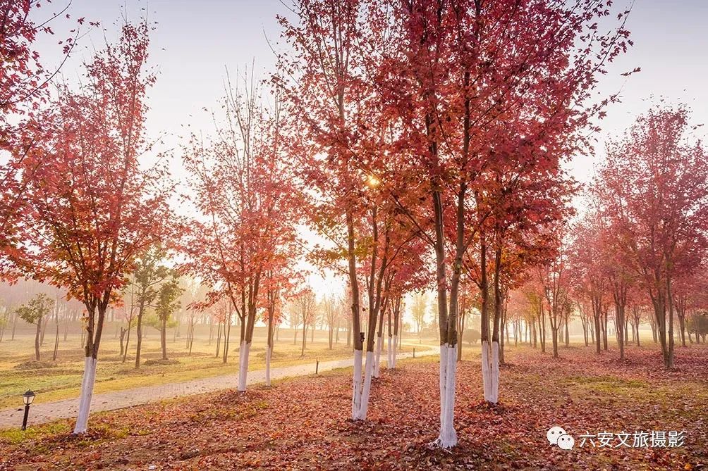 華東地區(qū)最大的美國(guó)紅楓林--金安未來城市公園秋色美景